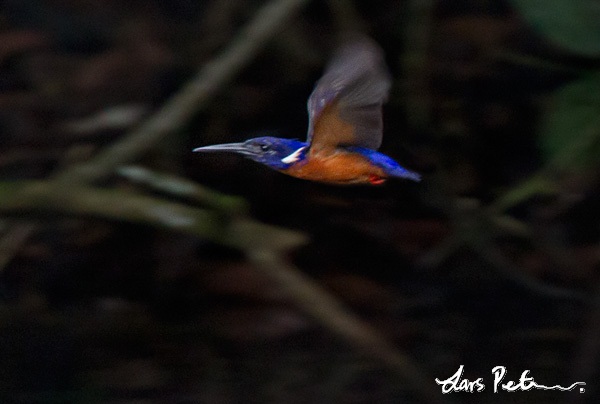 Shining-blue Kingfisher